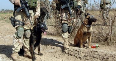 dod 390x205 - 4 canine war heroes and their heartwarming, brave stories