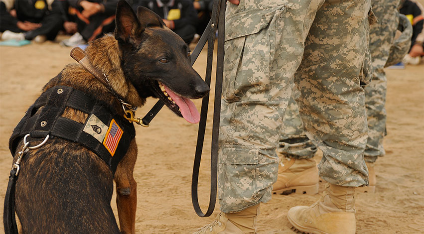 dodd - 3 inspiring and heartwarming stories of military dogs worldwide