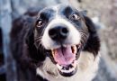 Why do dogs love bully sticks? Plus 4 fascinating psychological facts you didn’t know about dogs!