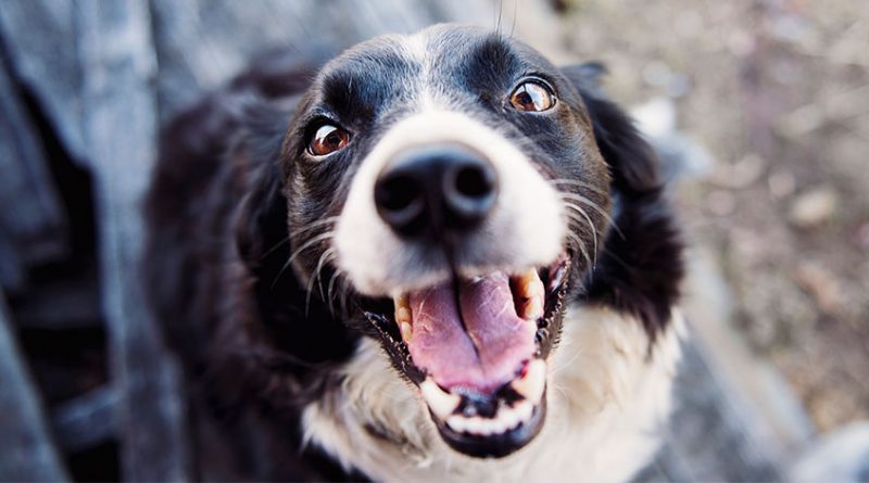 do 800x445 - Why do dogs love bully sticks? Plus 4 fascinating psychological facts you didn’t know about dogs!