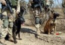 4 canine war heroes and their heartwarming, brave stories