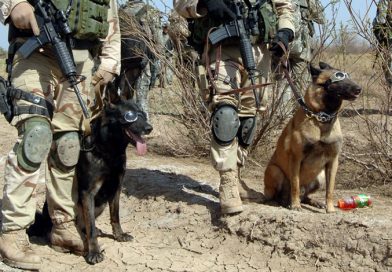 4 canine war heroes and their heartwarming, brave stories