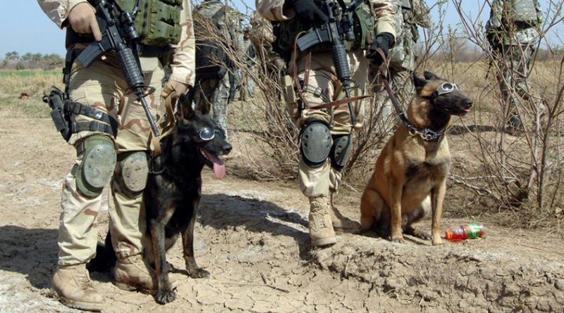 4 canine war heroes and their heartwarming, brave stories