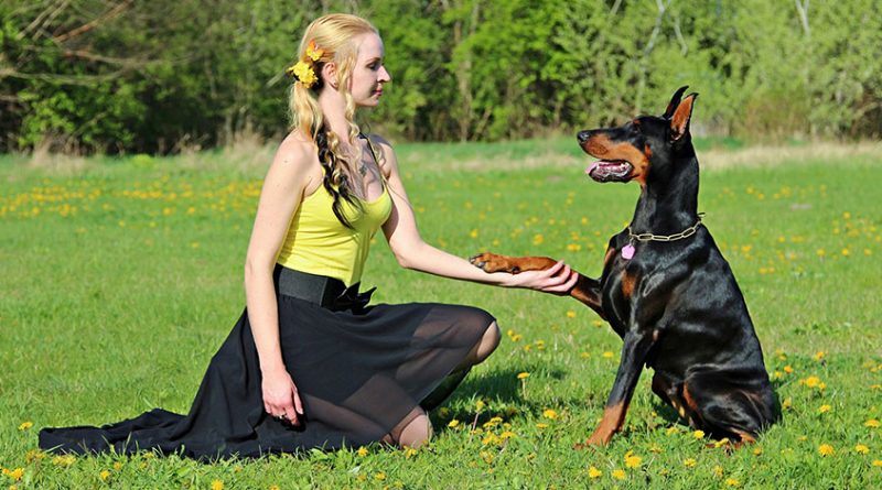 dog1 800x445 - Reasons why humans and dogs have inbuilt psychological connections