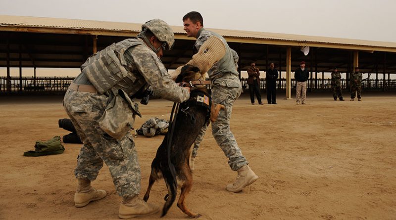 mdogs 800x445 - A brief history of military working dogs and their role in warfare
