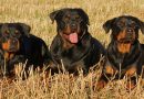 5 military and police dog breeds that you should know