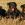 5 military and police dog breeds that you should know