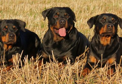 5 military and police dog breeds that you should know