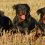 5 military and police dog breeds that you should know