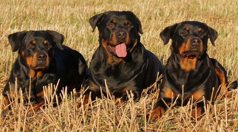 rotter 800x445 - 5 military and police dog breeds that you should know