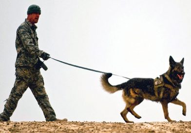 3 inspiring and heartwarming stories of military dogs worldwide