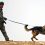 3 inspiring and heartwarming stories of military dogs worldwide