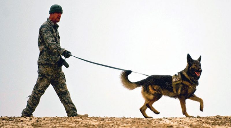 3 inspiring and heartwarming stories of military dogs worldwide