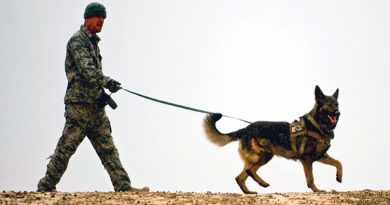 war 390x205 - 3 inspiring and heartwarming stories of military dogs worldwide